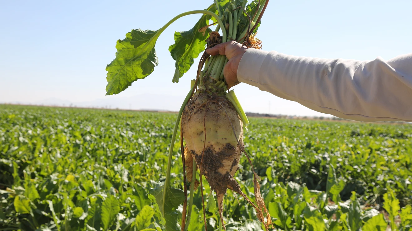 Selçuk Üniversitesi ve PANKOBİRLİK’ten tarihi başarı